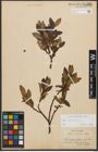Foto von Salix phylicifolia L.